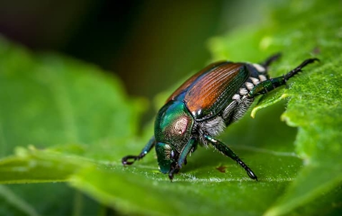 Japaese beetle on a leaf