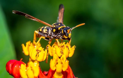 Yellow jacket on a flower