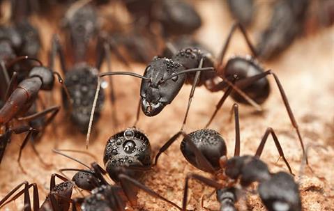 Carpenter ants in their colony