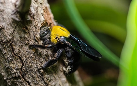 Carpenter bee on a tree