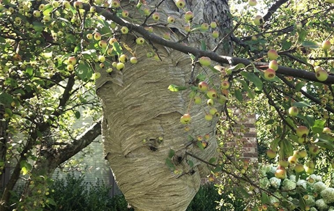 Bald faced hornet hive in a tree